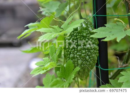 Goya in the vegetable garden Goya in the vegetable garden 69707475