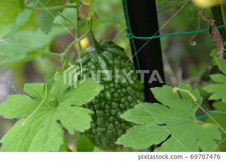 Goya in the vegetable garden 69707476