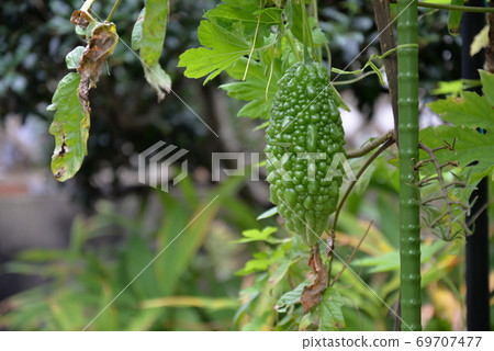 Goya in the vegetable garden Goya in the vegetable garden 69707477
