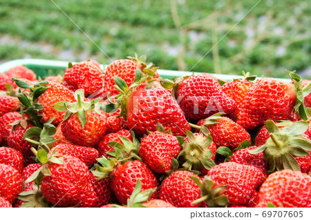 果園裡長滿新鮮美味的草莓特寫 69707605