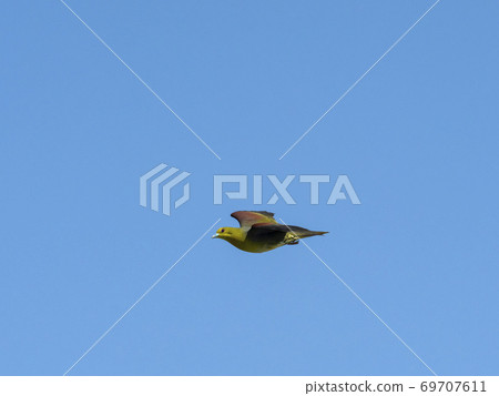 飛行青葉公成年鳥 飛行青葉公成年鳥 69707611