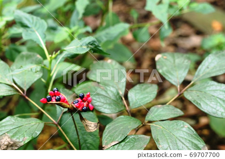 The contrast between the real red and black of the popped peony (Paeonia obovata) is wonderful! 69707700