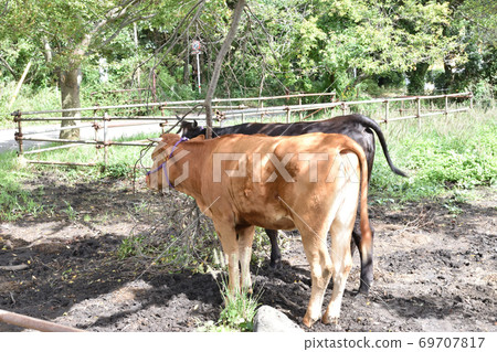 從阿甦的道路上看到的放牧的紅牛和黑牛 從阿甦的道路上看到的放牧的紅牛和黑牛 69707817