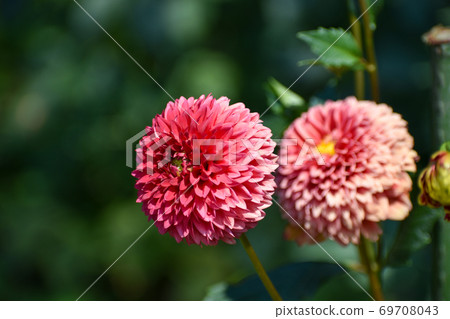 Red dahlia flower Red dahlia flower 69708043