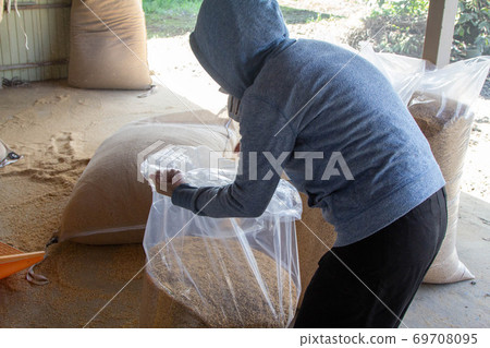Collecting rice husks 2 Collecting rice husks 2 69708095