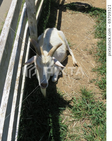 白山羊與圍牆內的角 照片素材 圖片 圖庫