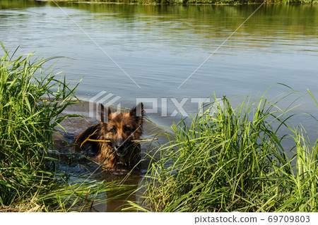 German shepherd dog stands in the river German shepherd dog stands in the river 69709803