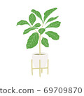 Ficus tree. Home hand drawing plant 69709870