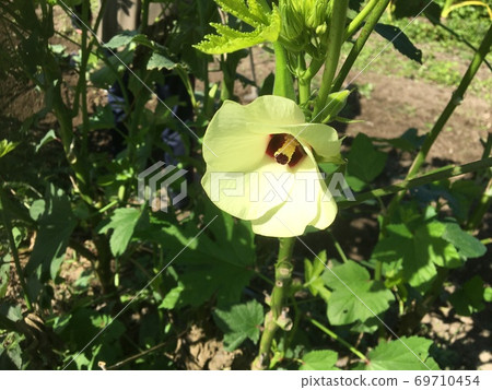 Okra flower 69710454