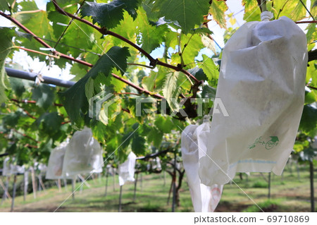 Grape picking 69710869