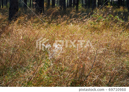forest on a bright day - beautiful autumn landscape and wildlife 69710988