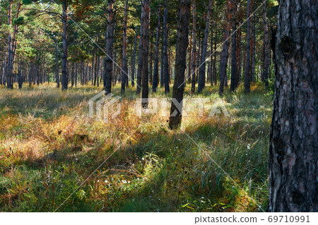 forest on a bright day - beautiful autumn landscape and wildlife 69710991