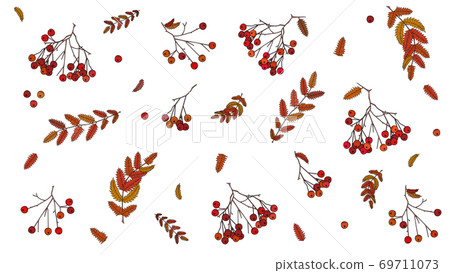 Autumn theme of rowan berries and leaves, autumn-coloured leaves, red and orange rowanberries Autumn theme of rowan berries and leaves, autumn-coloured leaves, red and orange rowanberries 69711073