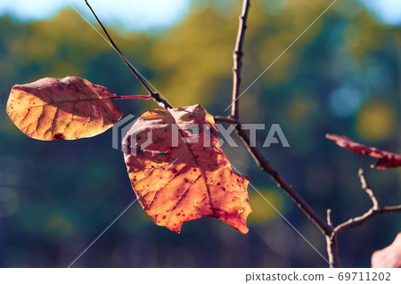 forest on a bright day and leaves closeup - beautiful autumn landscape and wildlife 69711202