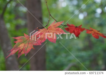 Early autumn Early autumn 69711374