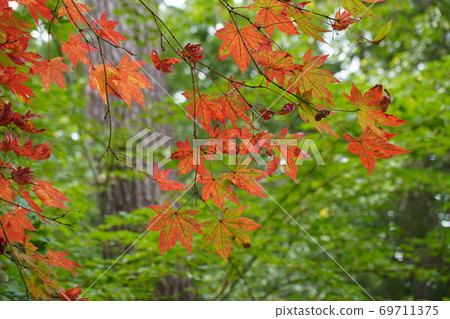 Early autumn Early autumn 69711375