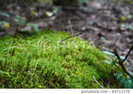 Moss 69711376