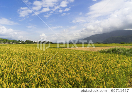 花東縱谷池上風光 69711427