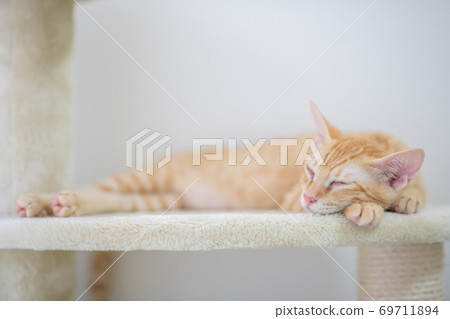 A cute kitten of a tea tiger sleeping in a cat tower A cute kitten of a tea tiger sleeping in a cat tower 69711894