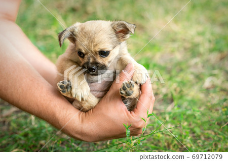 Little puppy sitting in the arms 69712079