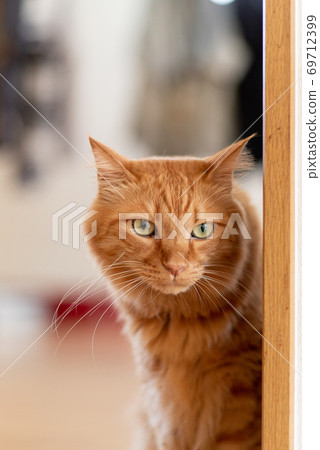 A cat that glances at a tea tabby cat A cat that glances at a tea tabby cat 69712399
