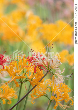 Red, white and yellow cluster amaryllis Hiedagawa Red, white and yellow cluster amaryllis Hiedagawa 69712861