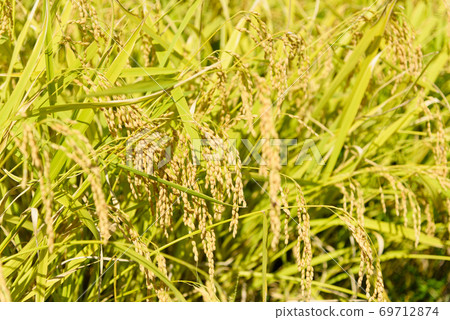 Rice ear during harvest 69712874