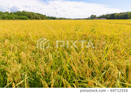 Rice ear during harvest Rice ear during harvest 69712916