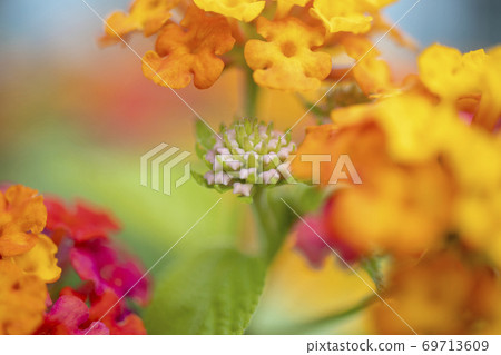 Colorful 69713609