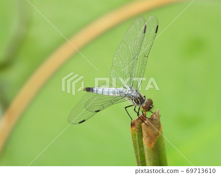 dragonfly 69713610