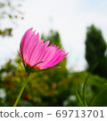 一個明亮的粉紅色波斯菊在風中搖曳 69713701