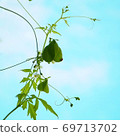 蔚藍的綠色扶桑風 69713702