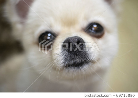 波美拉尼亞 69713880