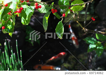 紅梅樹果實與錦鯉池 紅梅樹果實與錦鯉池 69714062