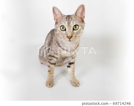 Cat Cat 69714246