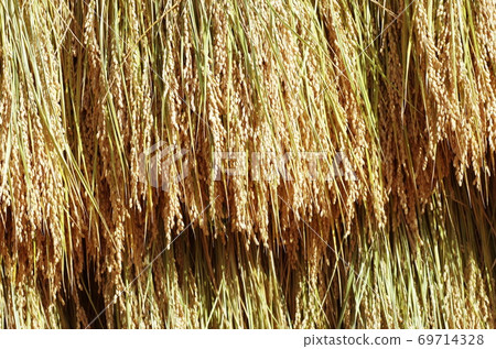 Rice to be dried in the sun Rice to be dried in the sun 69714328