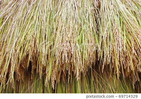 Rice to be dried in the sun Rice to be dried in the sun 69714329