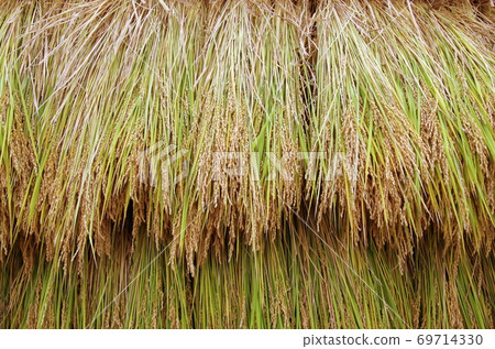 Rice to be dried in the sun Rice to be dried in the sun 69714330