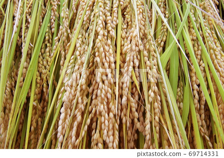 Rice to be dried in the sun Rice to be dried in the sun 69714331