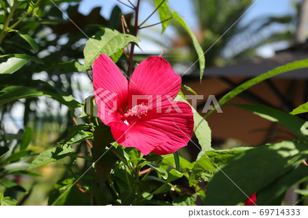 Hibiscus 69714333