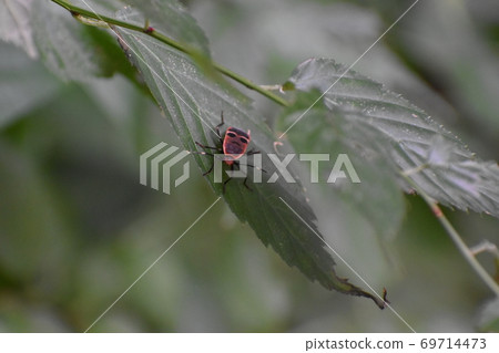 Yamadaike Park 69714473