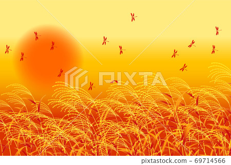 Miscanthus dragonfly sunset Miscanthus dragonfly sunset 69714566