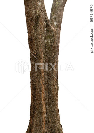 closeup tree trunks isolate on white background closeup tree trunks isolate on white background 69714976