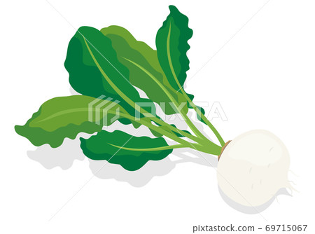 Vegetables_Turnip 69715067