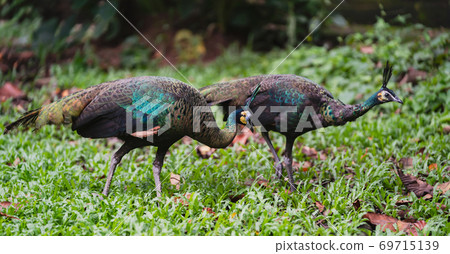 Female peacock walking on green grass in zoo park 69715139