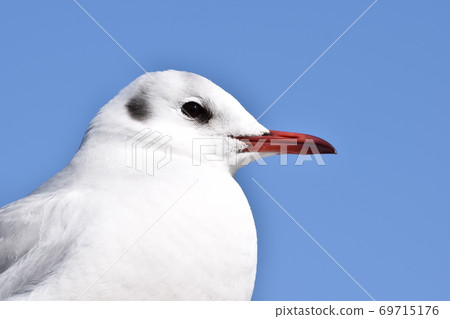 Gulls profile Gulls profile 69715176
