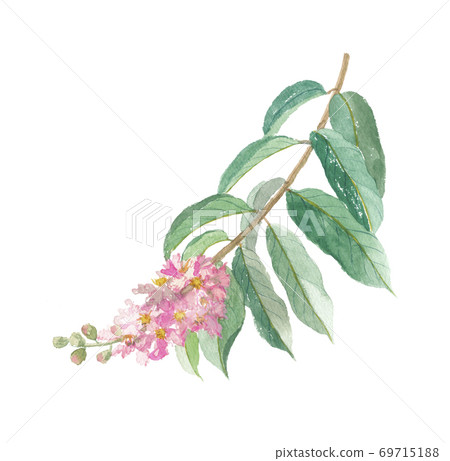 Banaba Ooba crape myrtle flowers and leaves 69715188