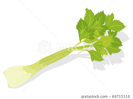Vegetable illustration Celery Ingredients, cooking, materials Vegetable illustration Celery Ingredients, cooking, materials 69715318