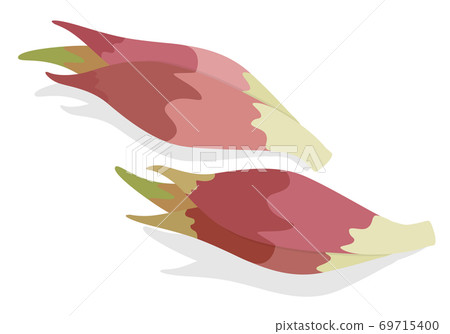 蔬菜插圖 茗荷 食材、烹調、材料 69715400