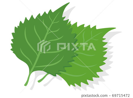 Vegetable illustrations Shiso ingredients, cooking, materials Vegetable illustrations Shiso ingredients, cooking, materials 69715472